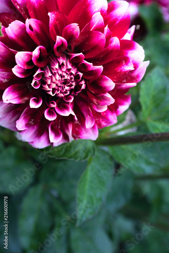 Fototapeta Naklejka Na Ścianę i Meble -  blooming Dahlia flower on a green background