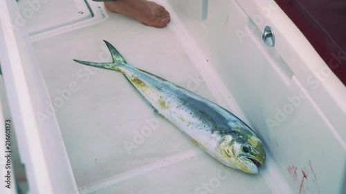 Dead fresh caught fish sliding on yacht deck