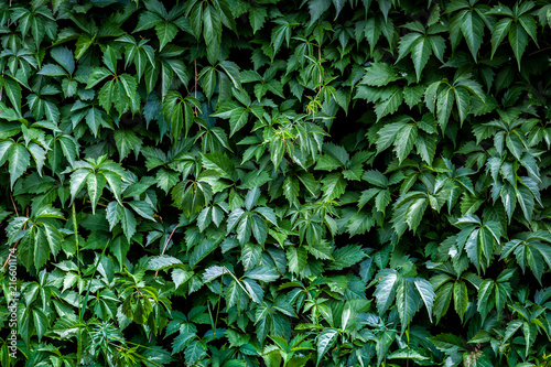 Green vegetative wall of natural grapes on a summer day  background of green in grapes