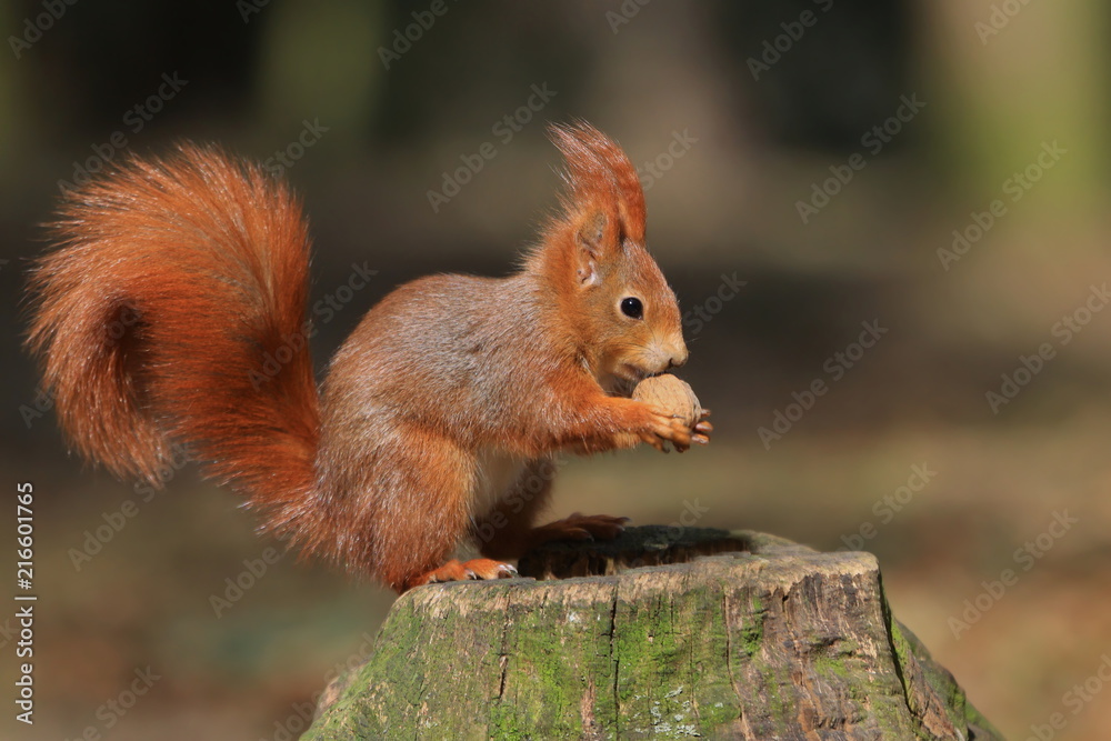 Art view on wild nature. Cute red squirrel with long pointed ears in autumn scene . Wildlife in November forest. Squirrel sitting on the stump with a nut. Art view on wild nature. Cute red squirrel with long pointed ears in autumn scene . Wildlife in November forest. Squirrel sitting on the stump with a nut.