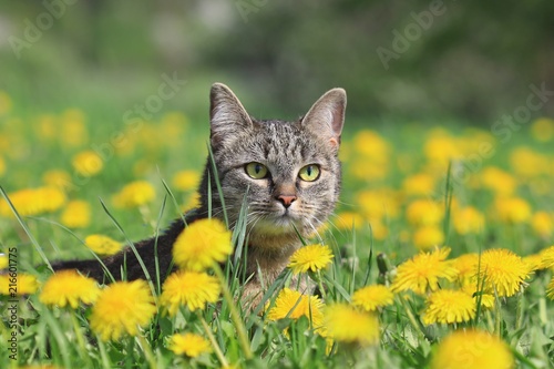 Beautiful tabby cat lying in the blooming meadow.