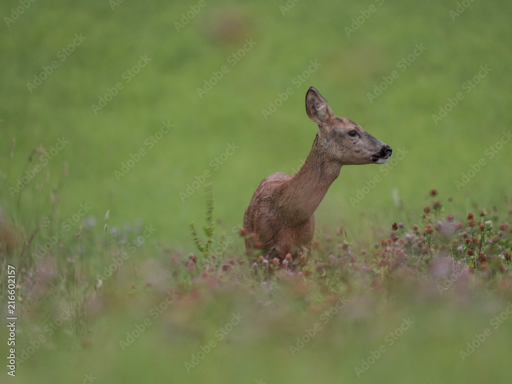 Obraz premium Chevrette attentive