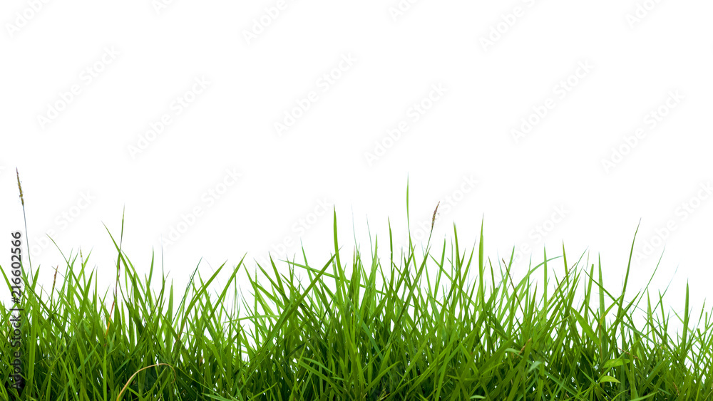 Fototapeta premium green grass on white background