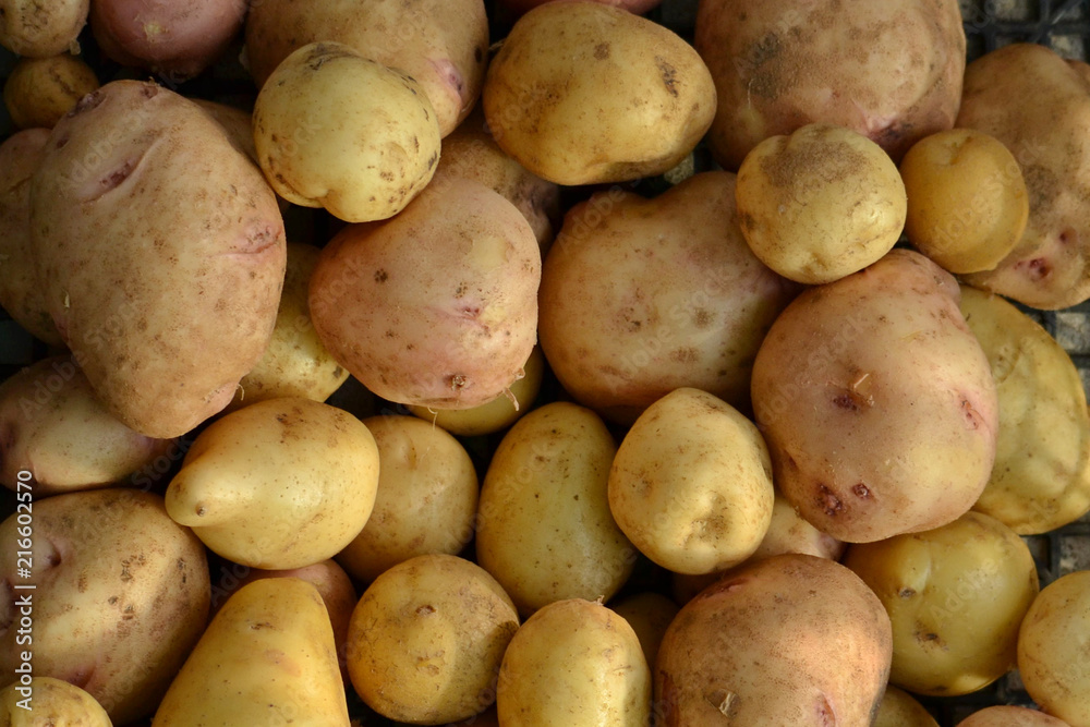 Young potatoes close-up, home agricultural crop. Young potatoes close-up, home agricultural crop.