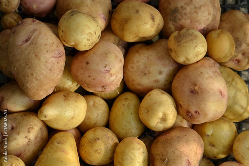 Young potatoes close-up  home agricultural crop.