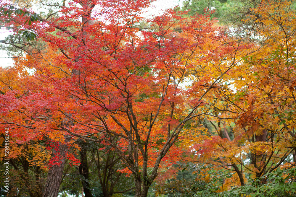 秋　紅葉25