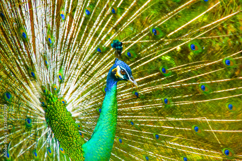 Obraz premium Peacock With Beautiful Feathers