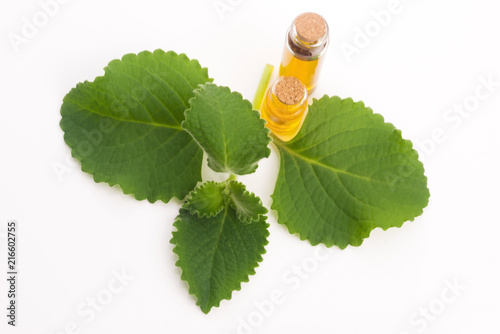 Plectranthus amboinicus with oil. Mexican mint or Tiger`s ear plant