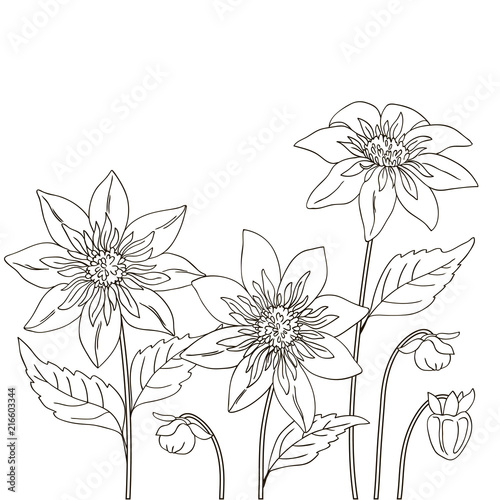 vector contour dahlia flower leaf coloring book line field frame border