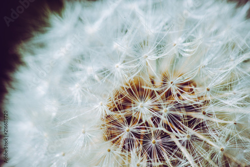 Fototapeta Naklejka Na Ścianę i Meble -  Beautiful dandelion in the field. Selective focus. Shallow depth of field.