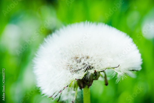 Fototapeta Naklejka Na Ścianę i Meble -  Beautiful dandelion in the field. Selective focus. Shallow depth of field.