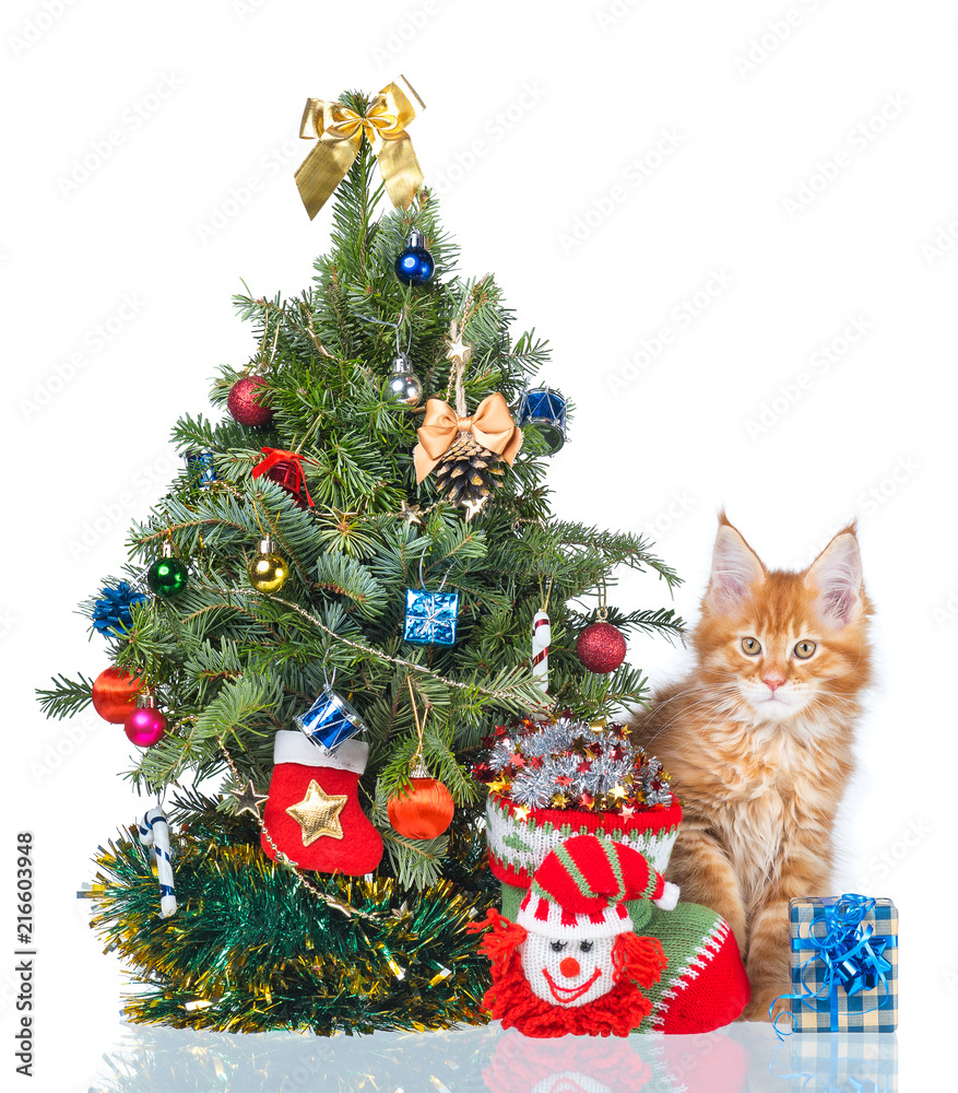 Obraz premium Maine Coon kitten