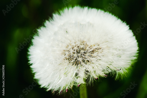 Fototapeta Naklejka Na Ścianę i Meble -  Beautiful dandelion in the field. Selective focus. Shallow depth of field.