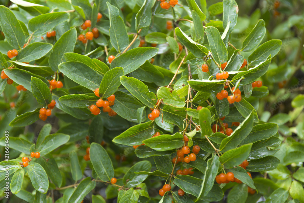 Orange closeup berries. Wolfberry bush with dew drops. Fresh green blurred background.