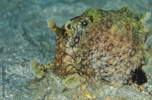 Front detail of probably spotted (variable) sea hare Aplysia dactylomela on flat sandy bottom.