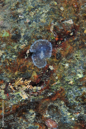 Translucent flatworm on colorful rock face. It looks like decorated plastic tape moving surprisingly fast. Vertical view.