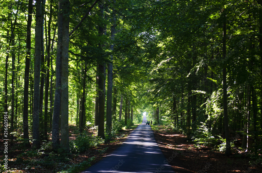 Fototapeta premium forest road on visingso