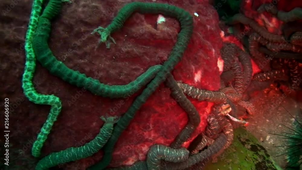 Sea worms like parasites helminth on seabed underwater on Galapagos. Amazing life of tropical nature world in blue water. Scuba diving.