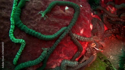 Sea worms like parasites helminth on seabed underwater on Galapagos. Amazing life of tropical nature world in blue water. Scuba diving. photo