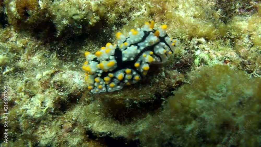Sea slug nudibranch on seabed underwater lagoon of ocean on Galapagos. Amazing life of tropical nature world in blue water. Scuba diving. Sea slug nudibranch on seabed underwater lagoon of ocean on Galapagos. Amazing life of tropical nature world in blue water. Scuba diving.