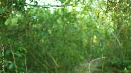 Green thickets of liana trees and plants in tropical forest. Green foliage and branches of tropical trees in wild jungle point of view.