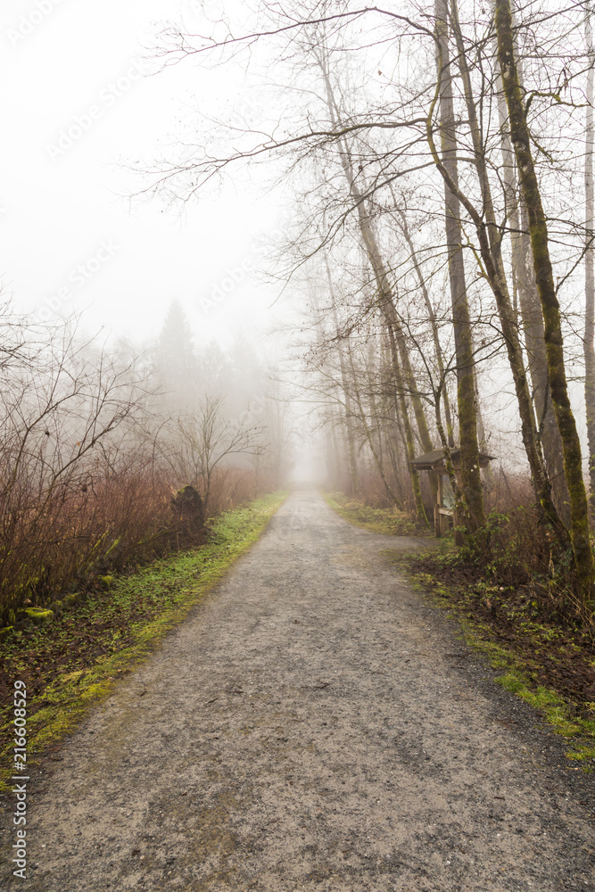 foggy morning on a hiking trail foggy morning on a hiking trail