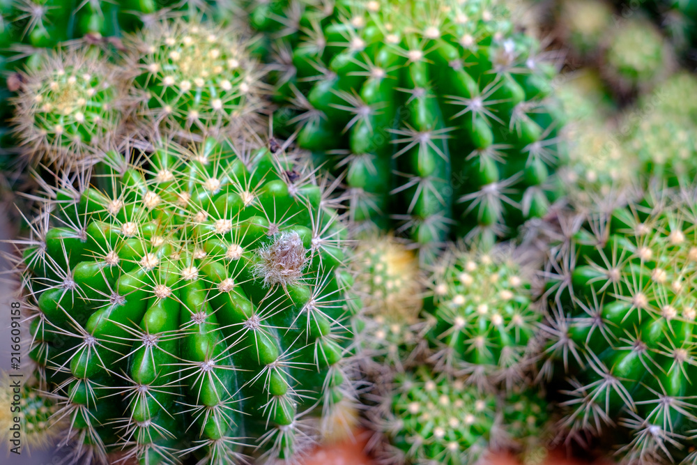 Close up of Green cactus selective focus Close up of Green cactus selective focus