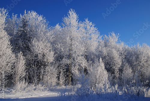 Trees in hoarfrost