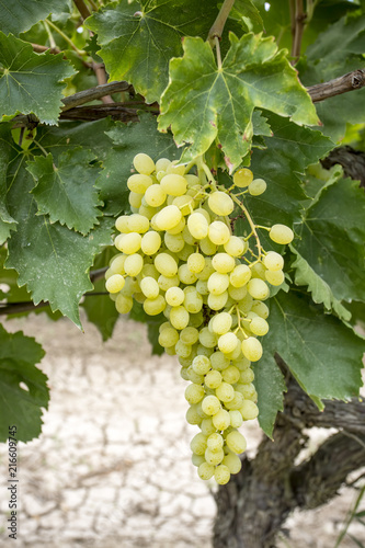 Wallpaper Mural Grapes vineyard, Sultani grapes, Izmir / Turkey Torontodigital.ca