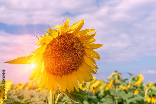 Beautiful sunflowers in the field natural background  Sunflower blooming