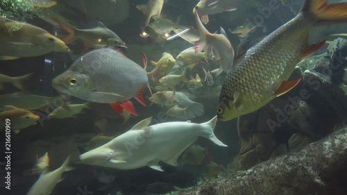 Beautiful fish float in freshwater aquarium stock footage video