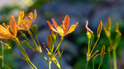 Blackberry lily bloom in the garden photo