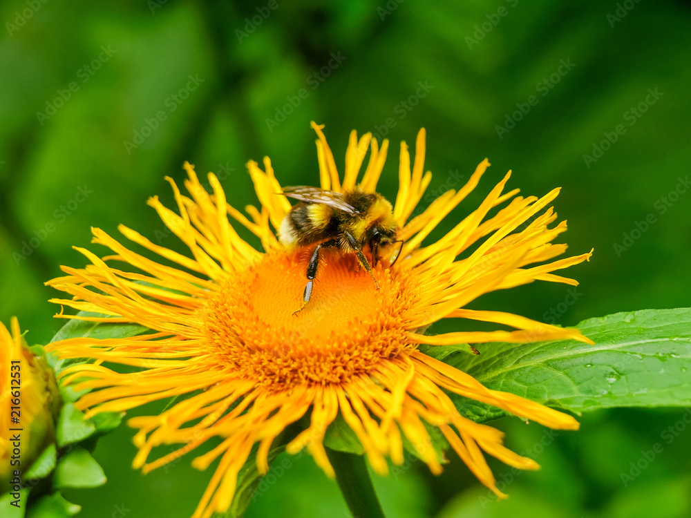 Bee on a flower of the Telekia speciosa close-up Bee on a flower of the Telekia speciosa close-up
