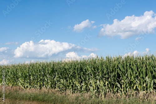 Corn field background photo
