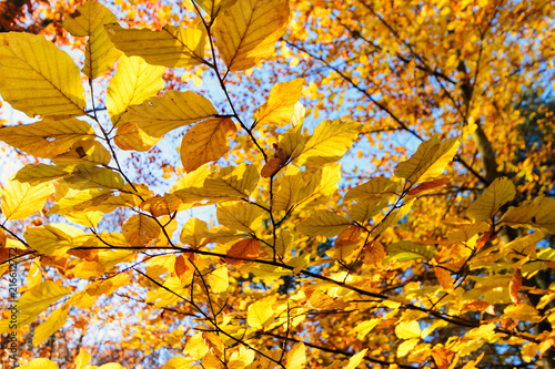 Beauty of autumn   wonderful fall colors in the forest   