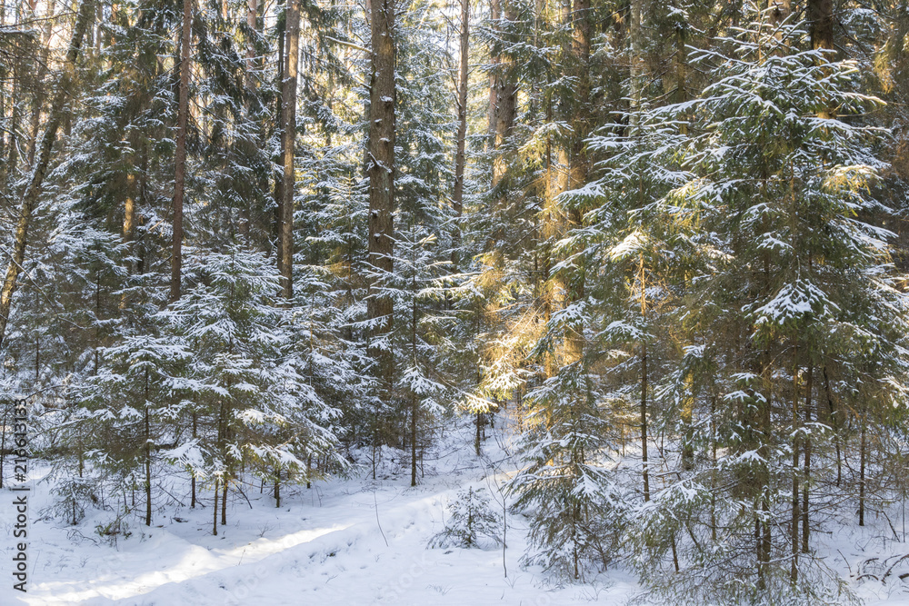 The trees covered with snow in winter forest The trees covered with snow in winter forest