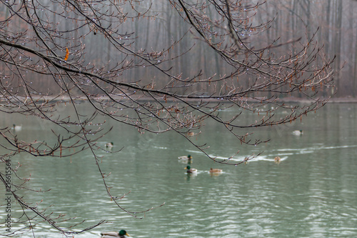 Stempflesee im Siebentischwald in Augsburg, Bayern, Deutschland photo