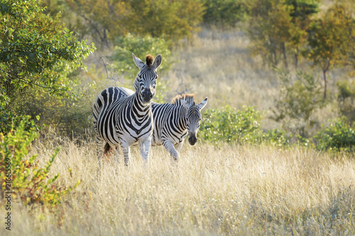 Burchell s zebra or Plains zebra  Equus quagga   looking at camera  Kruger National Park  South Africa