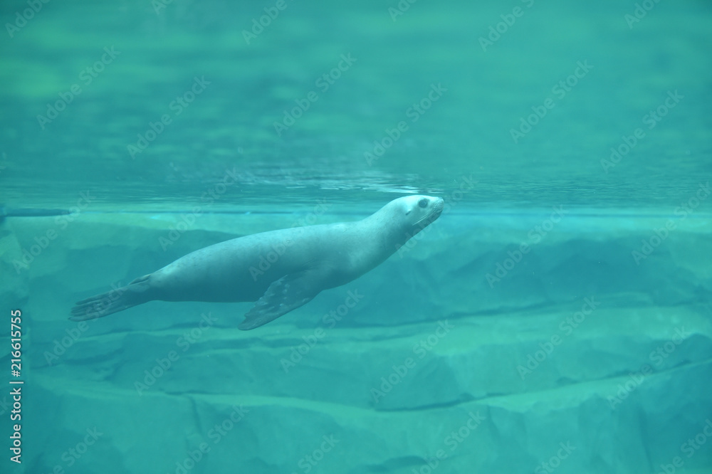 Fototapeta premium Phoque sous l'eau