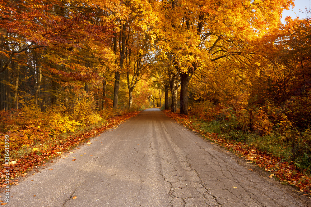 Beautiful, colorful autumn road. Pomerania, Poland