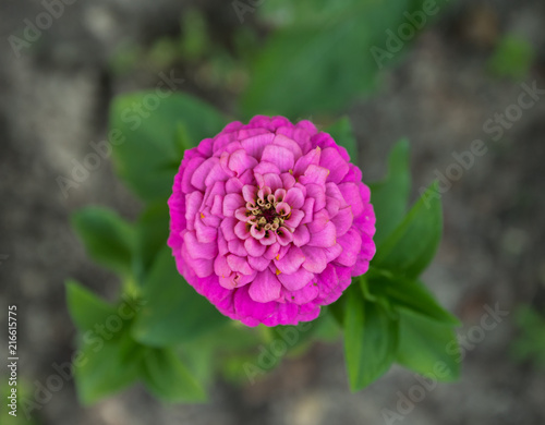 Zinnia elegans closeup. Zinnia elegans in the garden on the background of large green foliage. Zínnia elegans macro. photo