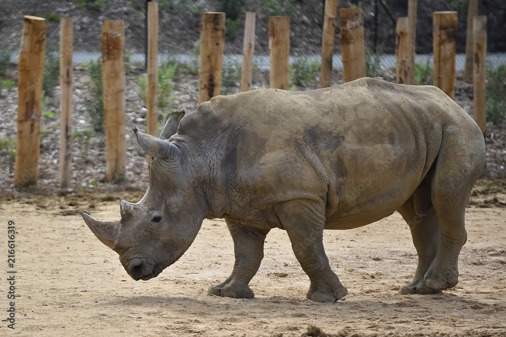 Naklejka premium Rhinocéros