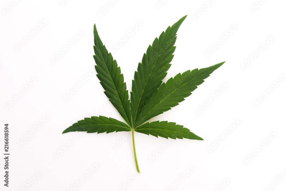 Cannabis leaf, marijuana leaf isolated on white Cannabis leaf, marijuana leaf isolated on white