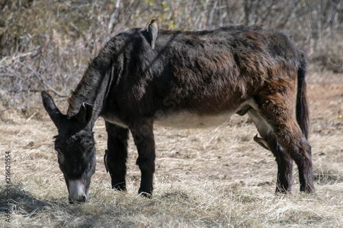 Donkey with oxpeckers