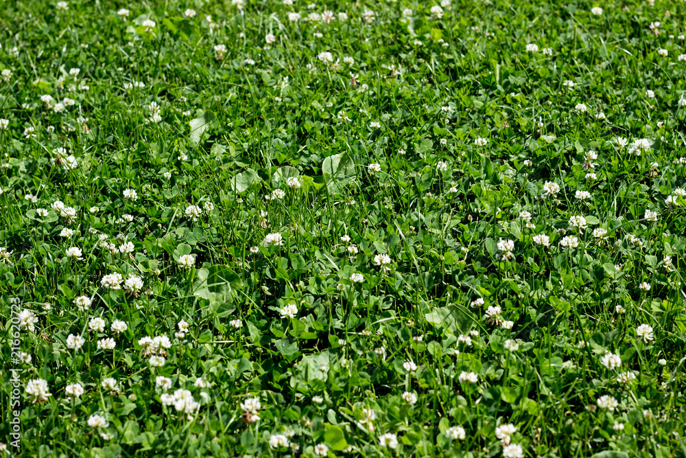 Green plants spring background 