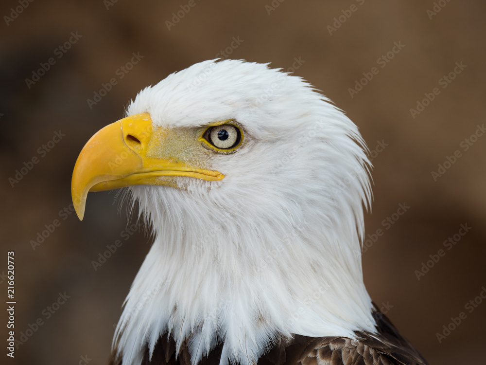 Bald Eagle (Haliaeetus leucocephalus) Bald Eagle (Haliaeetus leucocephalus)
