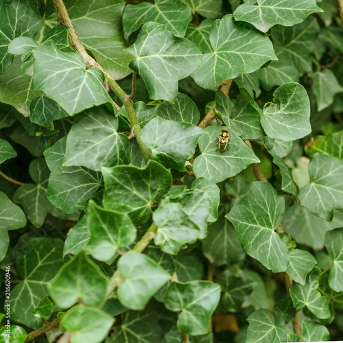 Background of green leaves in the middle of which sits an insect. Dark green abstract nature texture. Selective focus. For instagram format. Square. photo