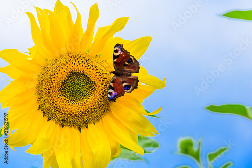 Beautiful butterfly on a bright sunflower against a background of blurry sky