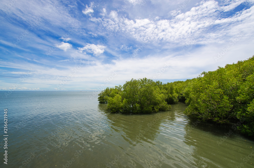 Mangrove forest and blue sky and cloud. Mangrove forest and blue sky and cloud.