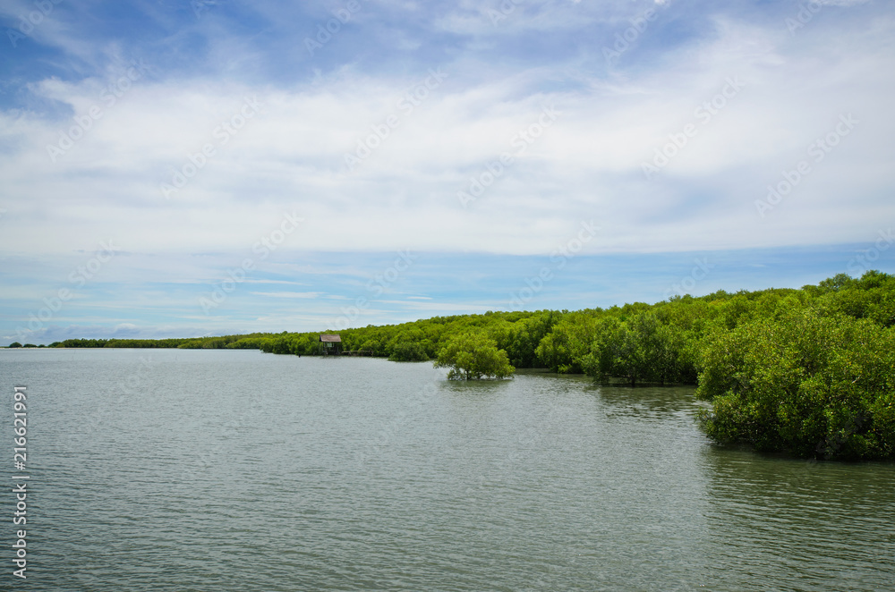 The curve mangrove forest to the sea. 